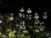 Hottonia palustris 19, Waterviolier, Saxifraga-Jan van der Straaten