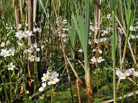 Hottonia palustris 2, Waterviolier, Saxifraga-Hans Dekker