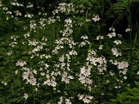 Hottonia palustris 20, Waterviolier, Saxifraga-Jan van der Straaten