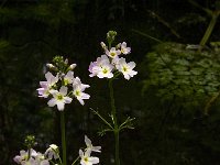 Hottonia palustris 22, Waterviolier, Saxifraga-Jan van der Straaten