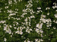 Hottonia palustris 23, Waterviolier, Saxifraga-Jan van der Straaten