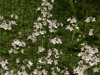 Hottonia palustris 25, Waterviolier, Saxifraga-Jan van der Straaten