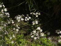 Hottonia palustris 26, Waterviolier, Saxifraga-Jan van der Straaten