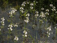 Hottonia palustris 31, Waterviolier, Saxifraga-Jan van der Straaten