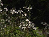 Hottonia palustris 34, Waterviolier, Saxifraga-Jan van der Straaten