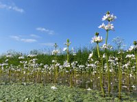 Hottonia palustris 36, Waterviolier, Saxifraga-Mark Zekhuis