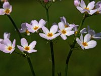 Hottonia palustris 38, Waterviolier, Saxifraga-Hans Dekker