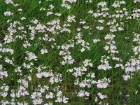 Hottonia palustris 40, Waterviolier, Saxifraga-Mark Zekhuis