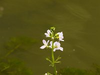 Waterviolier  Waterviolier - Hottonia palustris