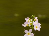 Waterviolier  Waterviolier - Hottonia palustris