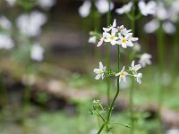 Hottonia palustris 47, Waterviolier, Saxifraga-Jelmer Reyntjes : Hottonia palustris, waterviolier