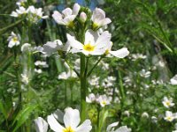 Hottonia palustris 5, Waterviolier, Saxifraga-Rutger Barends