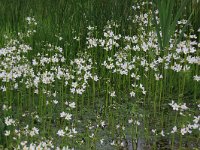 Hottonia palustris 51, Waterviolier, Saxifraga-Hans Boll