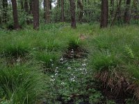 Hottonia palustris 56, Waterviolier, Saxifraga-Hans Boll