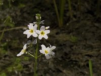 Hottonia palustris 6, Waterviolier, Saxifraga-Jan van der Straaten