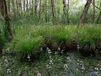 Hottonia palustris 62, Waterviolier, Saxifraga-Hans Boll