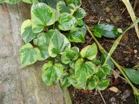 Houttuynia cordata 3, Moersanemoon, Saxifraga-Rutger Barendse