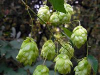 Humulus lupulus 13, Hop, Saxifraga-Ed Stikvoort