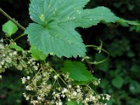 Humulus lupulus 15, Hop, Saxifraga-Ed Stikvoort