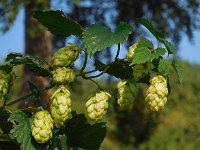 Humulus lupulus 16, Hop, Saxifraga-Ed Stikvoort