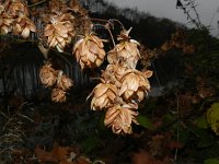 Humulus lupulus 19, Hop, Saxifraga-Rutger Barendse