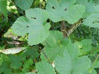 Humulus lupulus 22, Hop, Saxifraga-Rutger Barendse