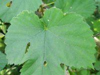 Humulus lupulus 23, Hop, Saxifraga-Rutger Barendse