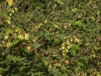 Humulus lupulus 26, Hop, Saxifraga-Jan van der Straaten