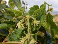 Humulus lupulus 29, Hop, Saxifraga-Ed Stikvoort