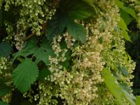 Humulus lupulus 32, Hop, Saxifraga-Ed Stikvoort