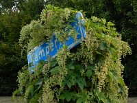 Humulus lupulus 34, Hop, Saxifraga-Ed Stikvoort