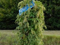 Humulus lupulus 35, Hop, Saxifraga-Ed Stikvoort