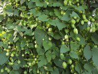 Common hop (Humulus lupulus) with many cone shaped fruits  Common hop (Humulus lupulus) with many cone shaped fruits : autumn, bell, bells, Common hop, cone, cone shaped, cones, fall, female, flora, floral, foliage, fruit, fruits, green, growth, hops, Humulus lupulus, leaf, leaves, many, natural, nature, no people, nobody, outdoors, outside, plant, rich, summer, summertime, vascular plant, wild, wildflower