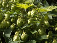 Humulus lupulus 4, Hop, Saxifraga-Jan van der Straaten