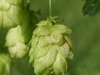 Humulus lupulus 44, Hop, Saxifraga-Sonja Bouwman