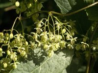 Humulus lupulus 5, Hop, Saxifraga-Jan van der Straaten