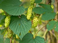 Common hop detail close up  Common hop detail close up : Alcohol, Cannabaceae, Humulus, agriculture, background, beer, beverage, bitter, bitterness, branch, break, brew, brewery, close-up, closeup, common, cone, creeper, detail, ferment, flavor, garden, green, growth, hop, isolated, leaf, lupulus, mug, nature, plant, products, sour, spice, taste, twig, white