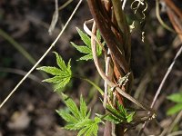 Humulus lupulus 8, Hop, Saxifraga-Rutger Barendse