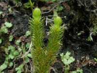 Huperzia dentata 3, Saxifraga-Ed Stikvoort