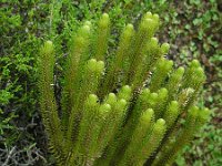 Huperzia dentata 4, Saxifraga-Ed Stikvoort