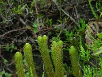 Huperzia dentata 5, Saxifraga-Ed Stikvoort