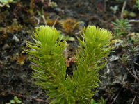 Huperzia dentata 6, Saxifraga-Ed Stikvoort