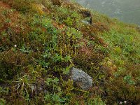 Huperzia selago 15, Dennenwolfsklauw, Saxifraga-Ed Stikvoort