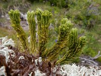 Huperzia selago 24, Dennenwolfsklauw, Saxifraga-Ed Stikvoort