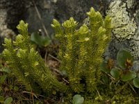 Huperzia selago 3, Dennenwolfsklauw, Saxifraga-Willem van Kruijsbergen