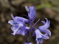 Hyacinthoides hispanica 11, Saxifraga-Willem van Kruijsbergen