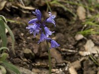 Hyacinthoides hispanica 12, Saxifraga-Willem van Kruijsbergen