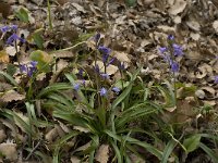 Hyacinthoides hispanica 14, Saxifraga-Willem van Kruijsbergen