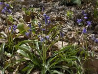 Hyacinthoides hispanica 15, Saxifraga-Willem van Kruijsbergen