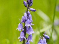 Hyacinthoides hispanica 17, Saxifraga-Bart Vastenhouw